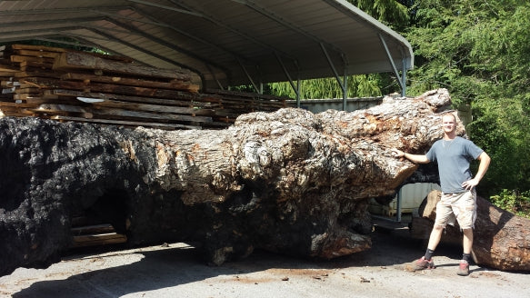 Burl oak 6 1/2 feet diameter