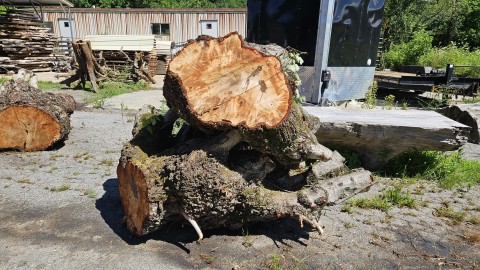 Burl Wood Care and Maintenance: Preserving Your Investment