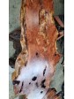 Redwood console/ entry table excellent burl!